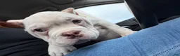American Bully dogs for sale: Meatball - Ad 6