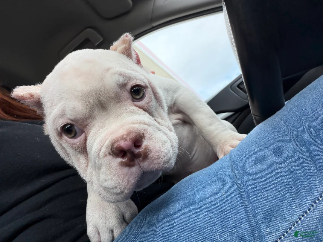 American Bully dogs for sale: Meatball - Ad 6