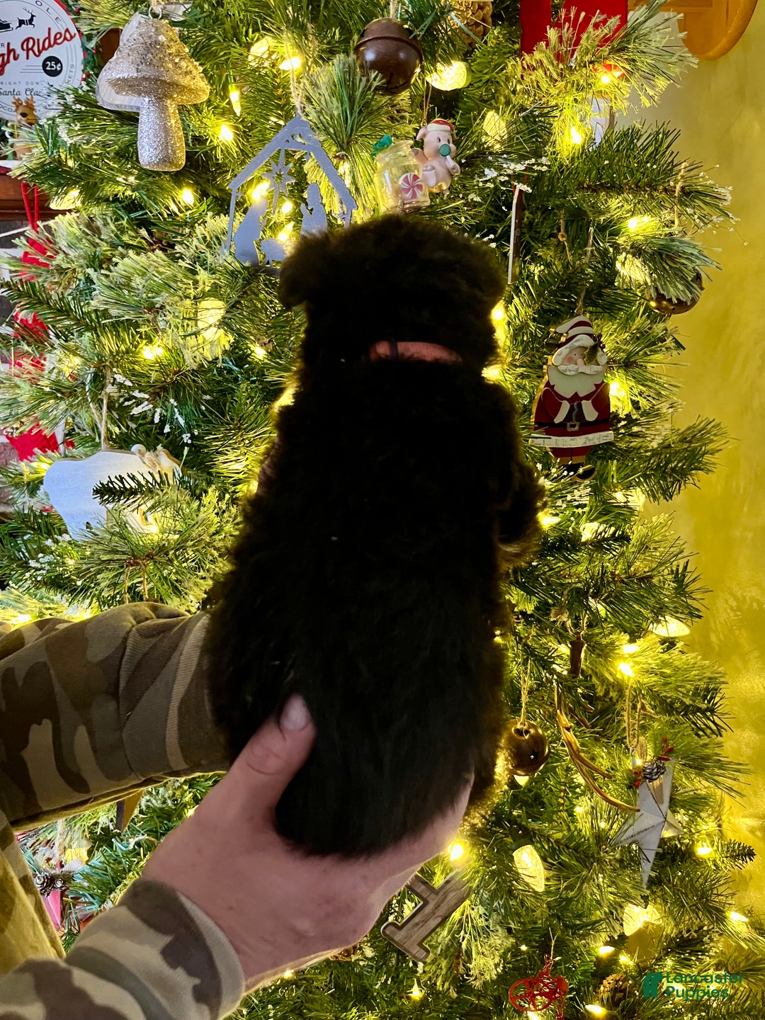 German Shepherd dogs for sale: Rudolph - Ad 4