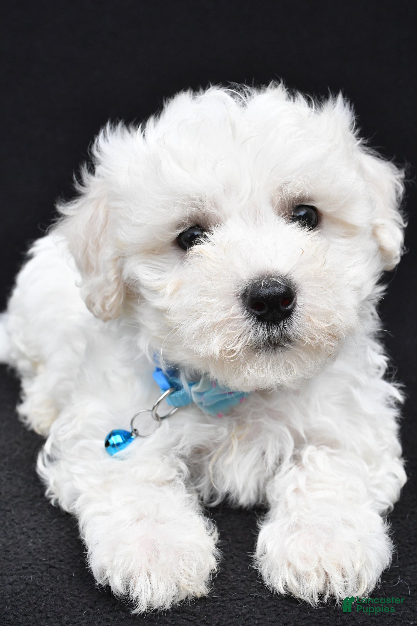Maltipoo dogs Bryson - Ad 1