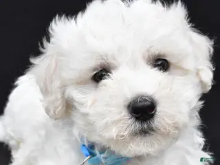 Maltipoo dogs for sale: Bryson - Ad 2