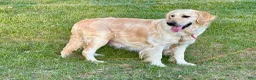 Goldendoodle dogs for sale: Teddy - Ad 4