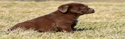 Labrador Retriever dogs for sale: Juke - Ad 13
