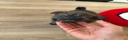 Shorkie dogs for sale: Shorkie 4 - Ad 3