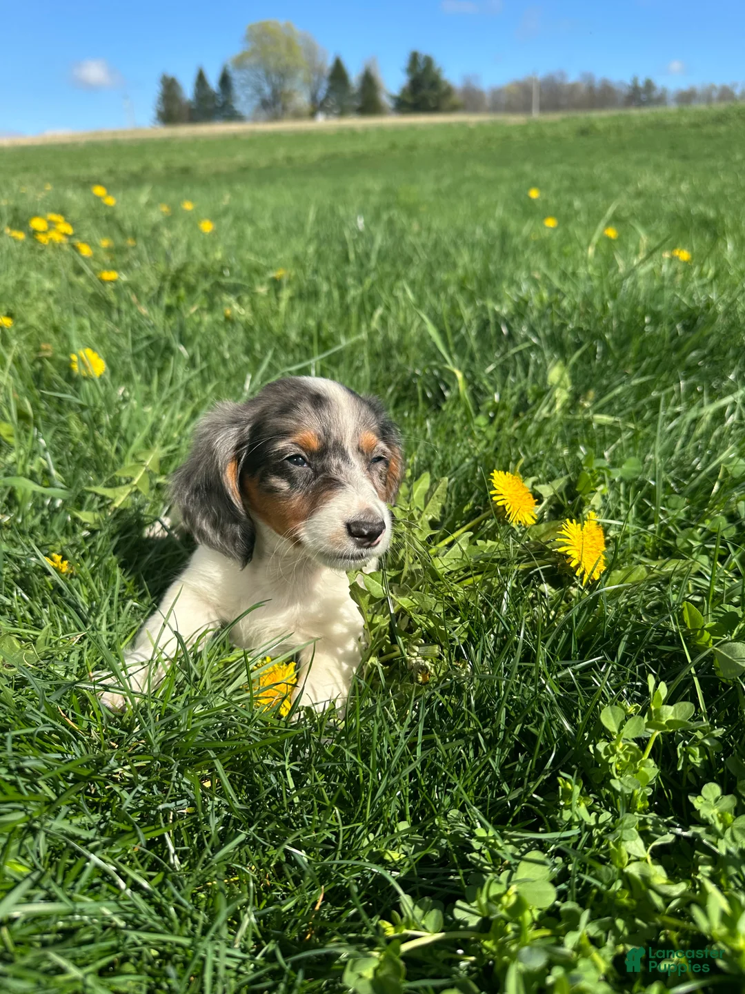 Miniature Dachshund dogs for sale: Marco - Ad 2