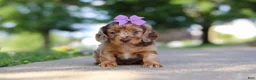 Miniature Dachshund dogs for sale: Clementine - Ad 7