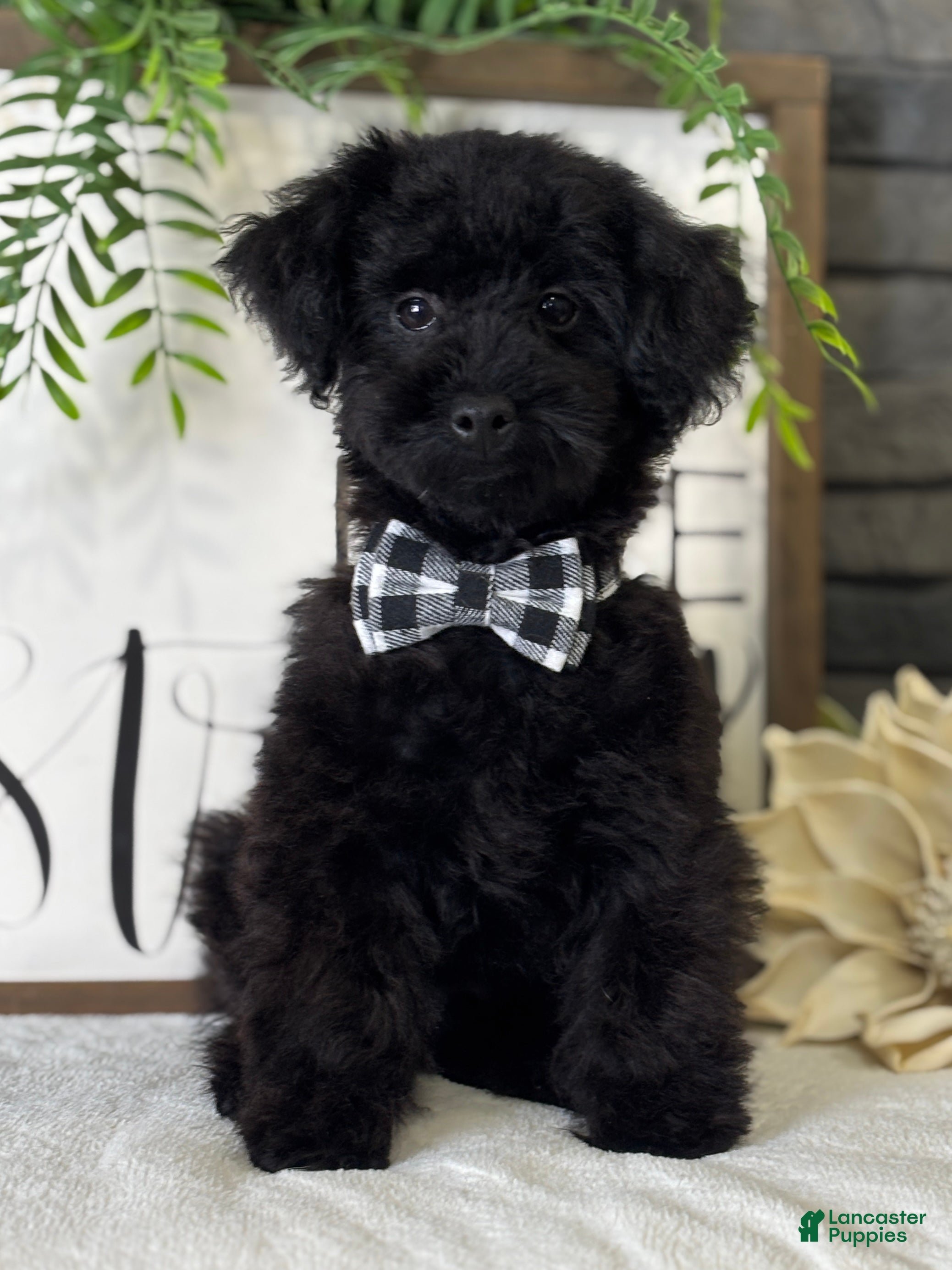 Toy Poodle dogs Peck - Ad 6