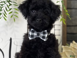Toy Poodle dogs Peck - Ad 33
