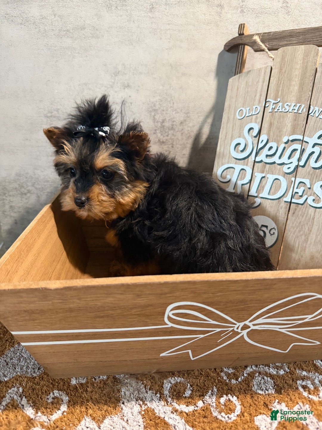 Yorkshire Terrier dogs for sale: Billy Rae - Ad 5