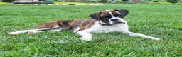 Boxer dogs for sale: Hunter  - Ad 6