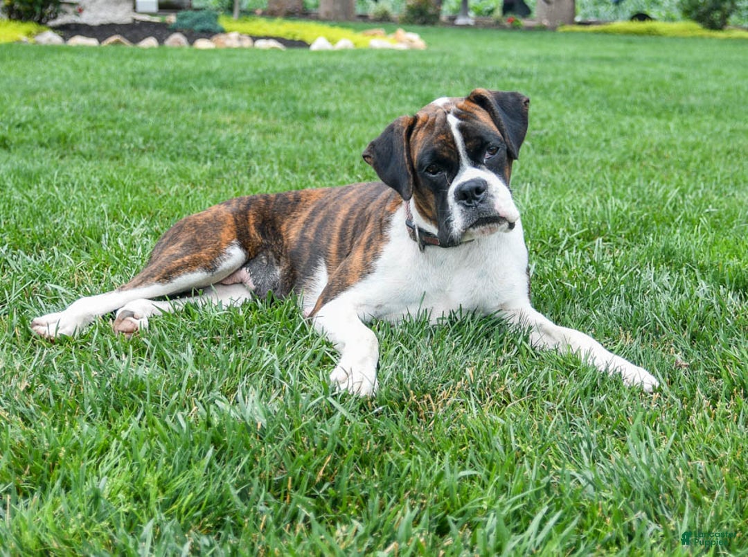 Boxer dogs for sale: Hunter  - Ad 6