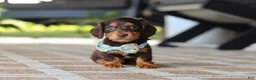 Miniature Dachshund dogs for sale: Warren - Ad 5