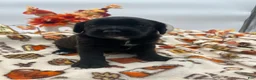 Labradoodle dogs for sale: Coco - Ad 2