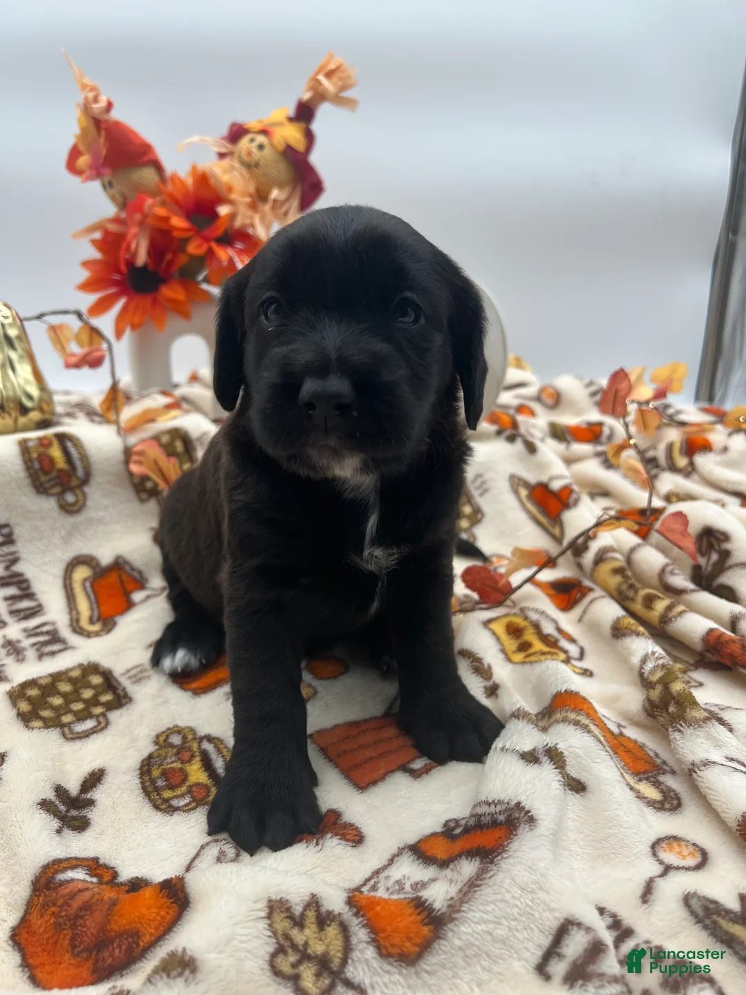 Labradoodle dogs for sale: Coco - Ad 2