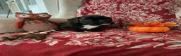 Boxer dogs for sale: Colonia - Ad 2