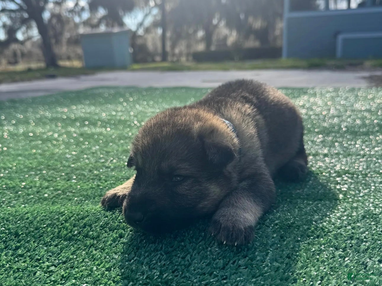 German Shepherd dogs German Shepherd Dark blue  - Ad 1