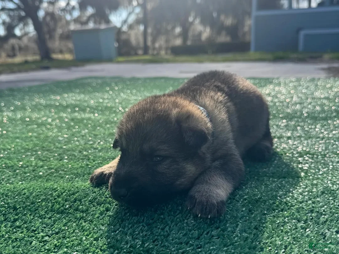 German Shepherd dogs for sale: German Shepherd Dark blue  - Ad 1