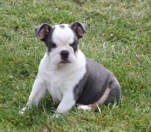 English Bulldog dogs English Bulldog Puppy 1 - Ad 1