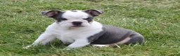 English Bulldog dogs for sale: English Bulldog Puppy 1 - Ad 1