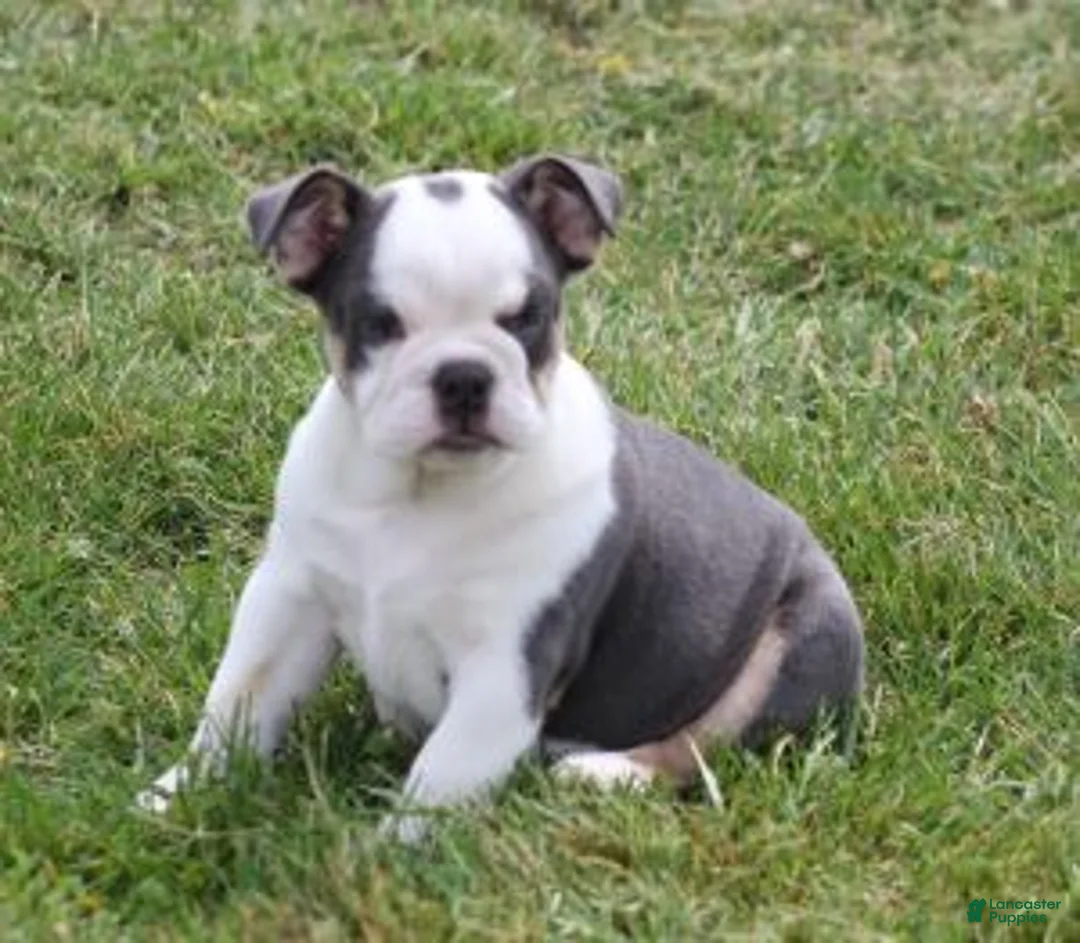 English Bulldog dogs for sale: English Bulldog Puppy 1 - Ad 1