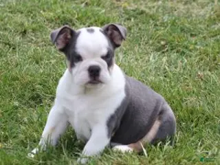 English Bulldog dogs English Bulldog Puppy 1 - Ad 1