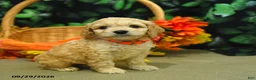Cockapoo dogs for sale: Stormy  - Ad 3