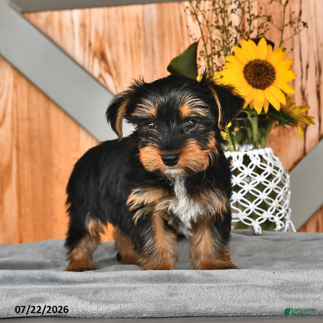 Mixed Breed dogs for sale: Raymond - Ad 1