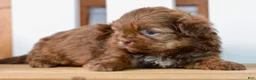 Shih Tzu dogs for sale: Betty - Ad 4