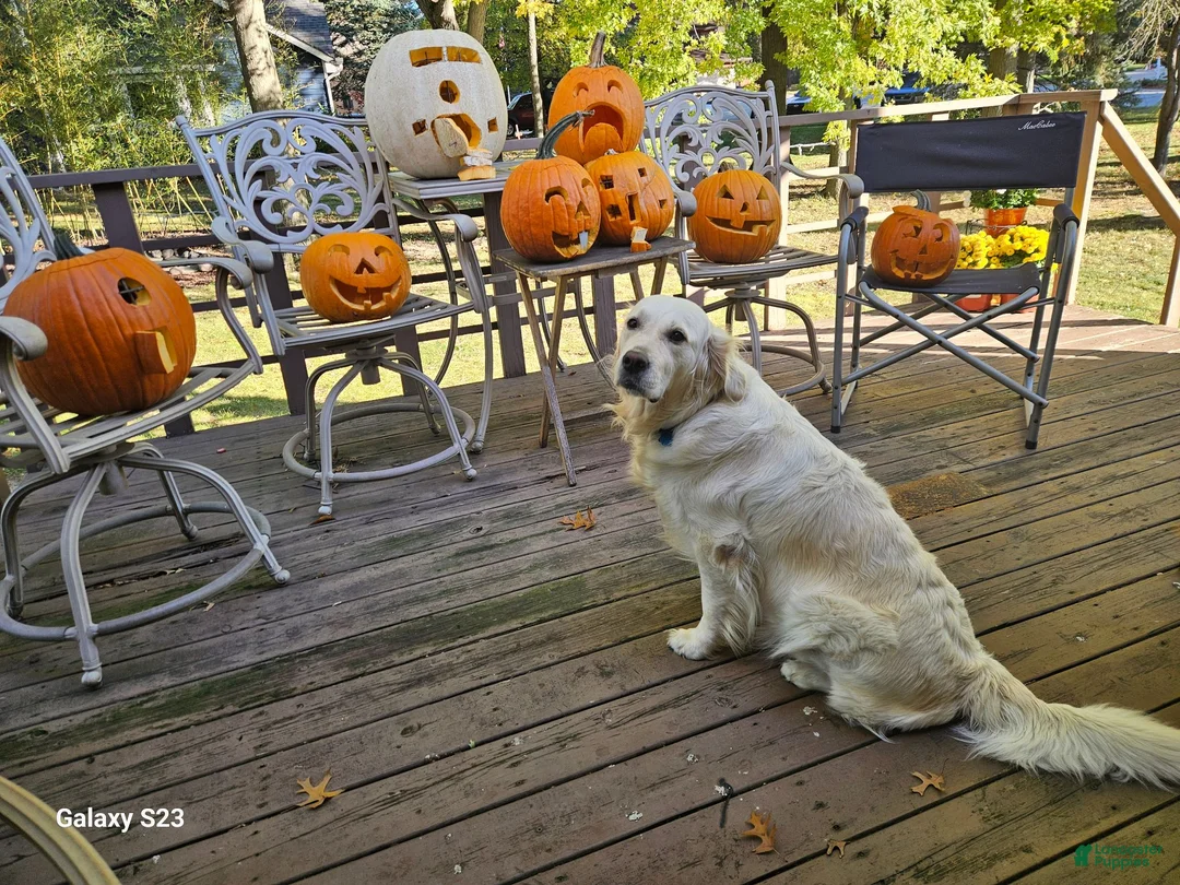 Golden Retriever dogs for sale: Golden Retriever 4 - Ad 2