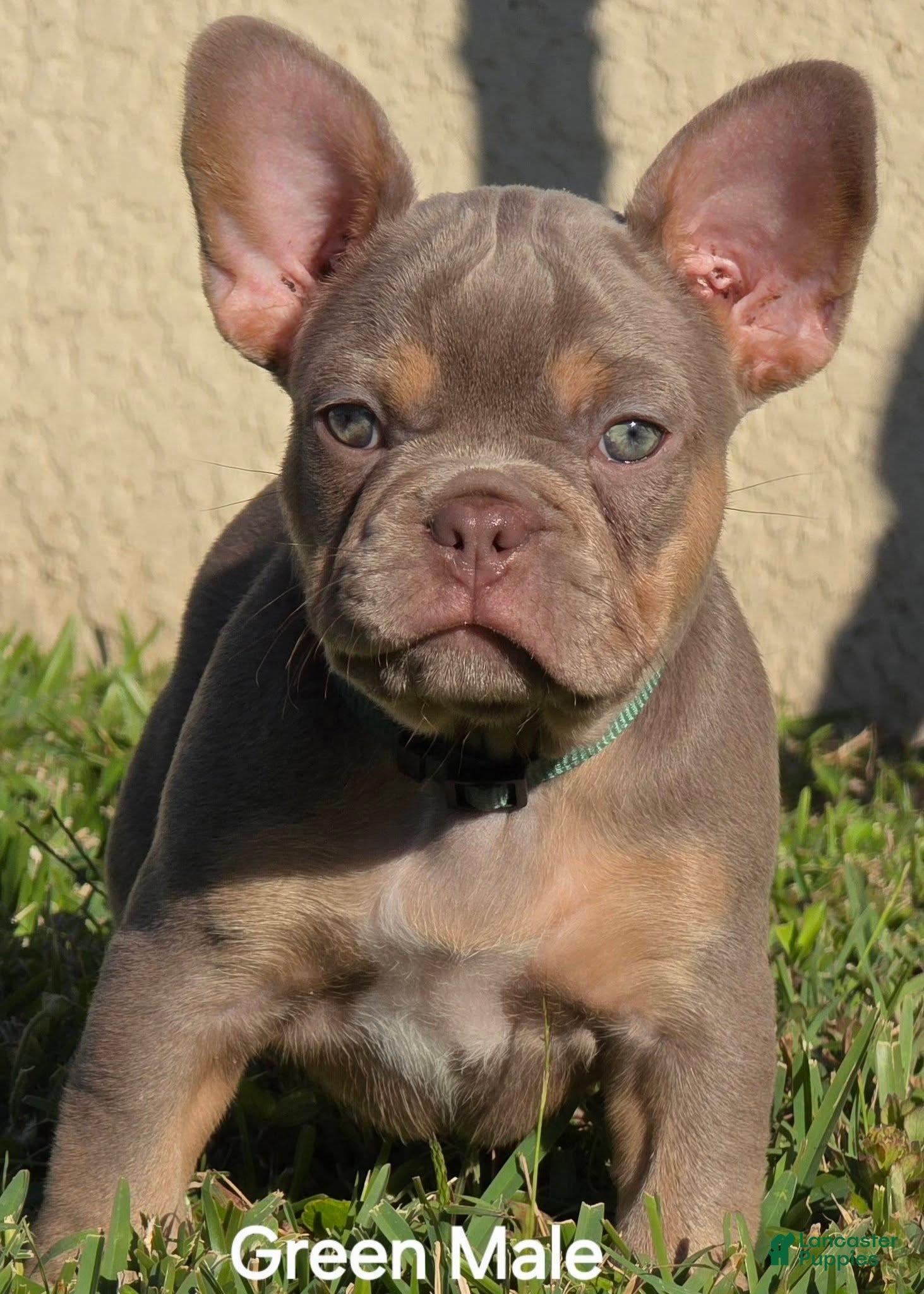 French Bulldog dogs AKC French Bulldog Tank - Ad 23