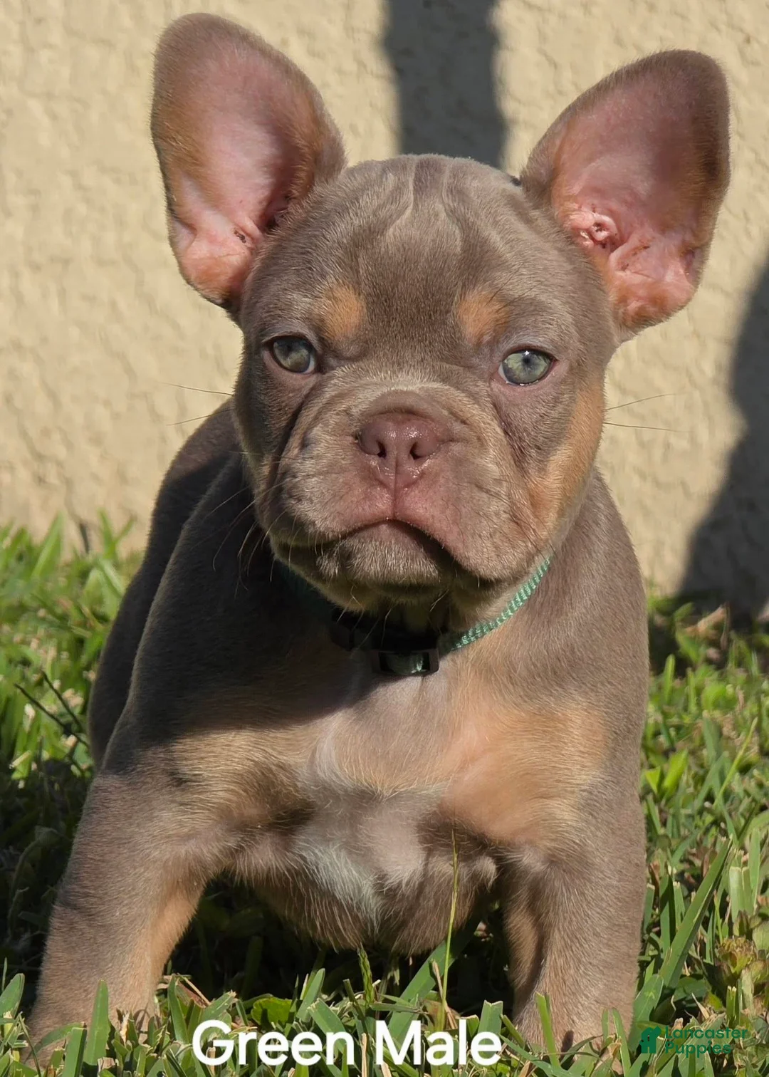 French Bulldog dogs for sale: AKC French Bulldog Tank - Ad 1