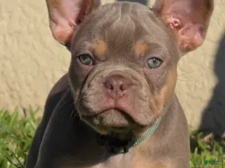 French Bulldog dogs AKC French Bulldog Tank - Ad 23