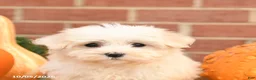 Maltipoo dogs for sale: Fancy - Ad 4