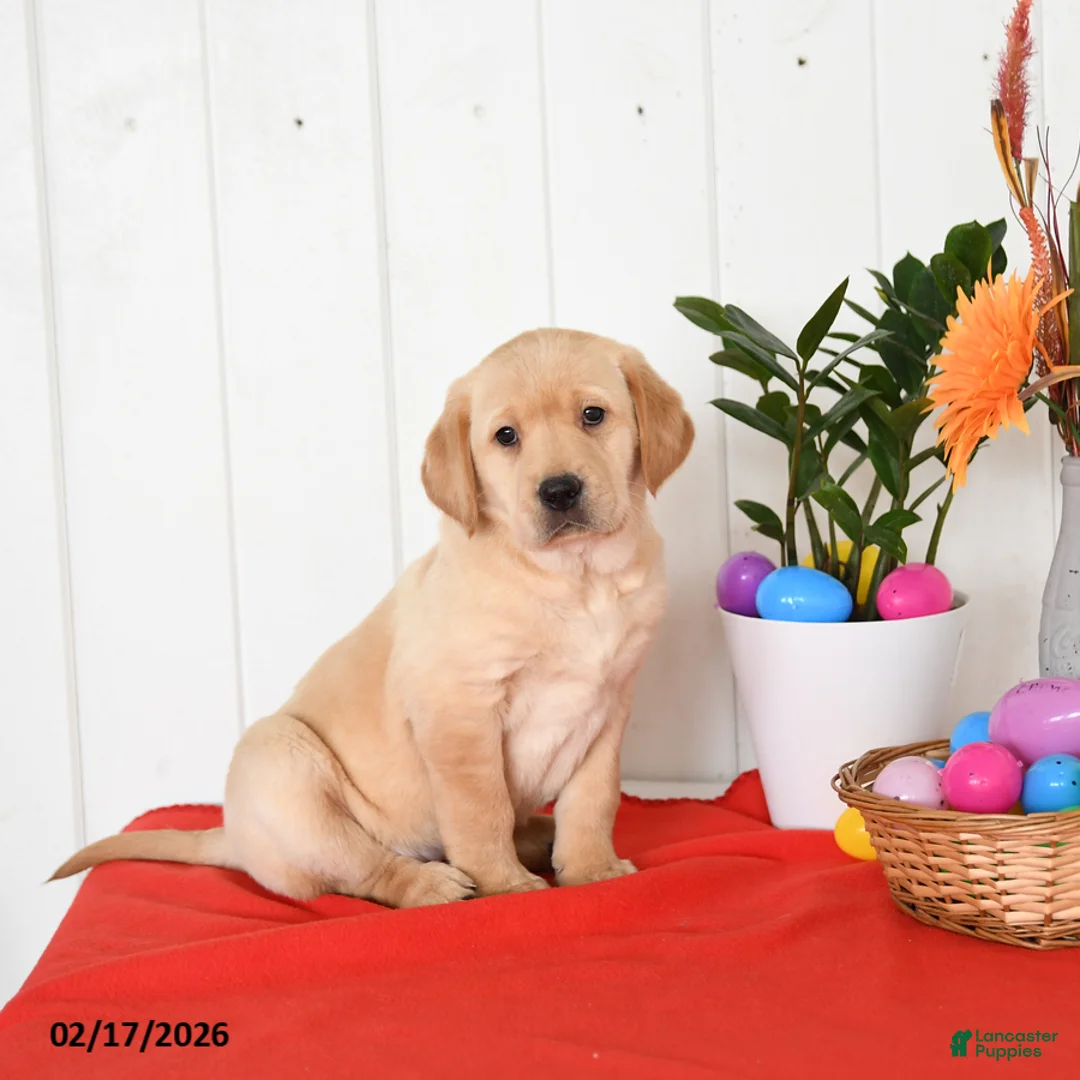 Goldador dogs for sale: Kenzie - Ad 4