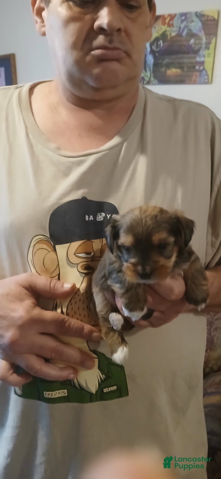 Yorkshire Terrier dogs Boy - Ad 36