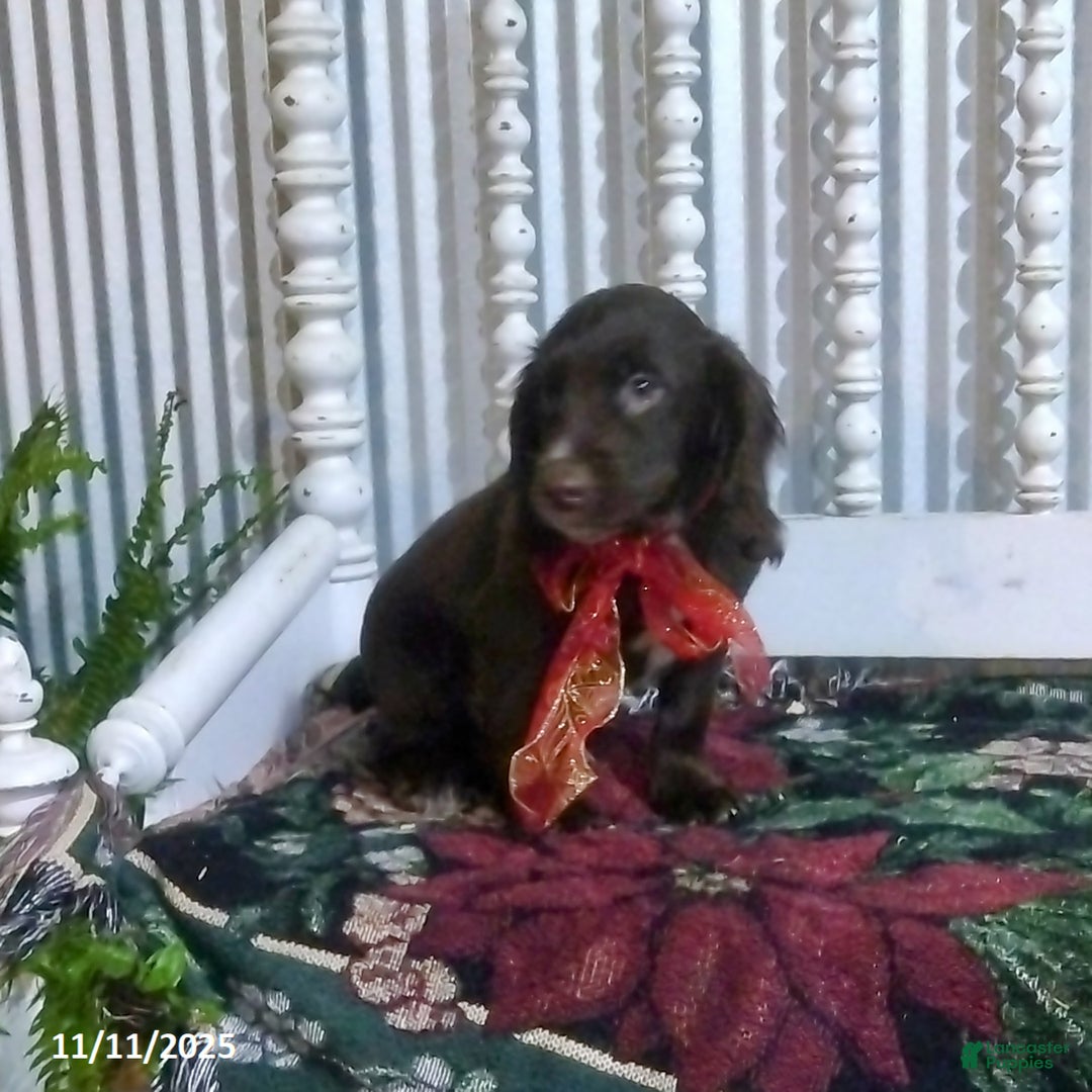 English Cocker Spaniel dogs for sale: Dallas - Ad 4