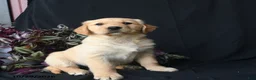 Golden Retriever dogs for sale: Ash  - Ad 2