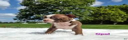 Boston Terrier dogs for sale: Opal - Ad 3