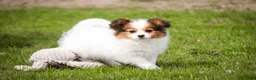 Papillon dogs for sale: Lottie - Ad 4