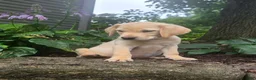 Labrador Retriever dogs for sale: Hank - Ad 8