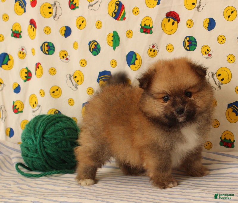 Pomeranian dogs Spencer - Ad 1