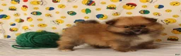 Pomeranian dogs for sale: Spencer - Ad 1