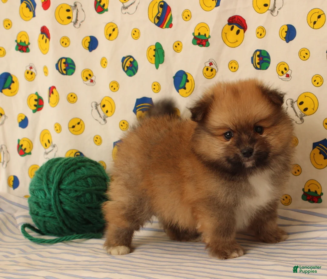 Pomeranian dogs for sale: Spencer - Ad 1
