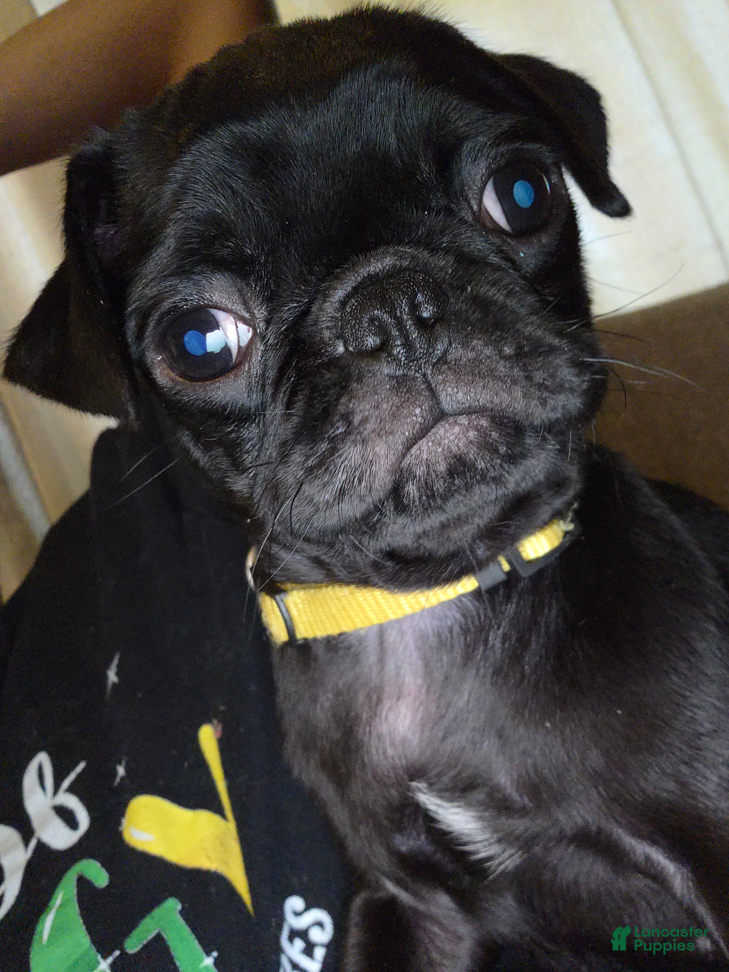 Pug dogs French Fry - Ad 24