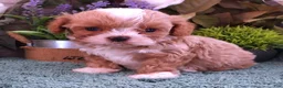 Cavapoo dogs for sale: Ginger #2 Male - Ad 3