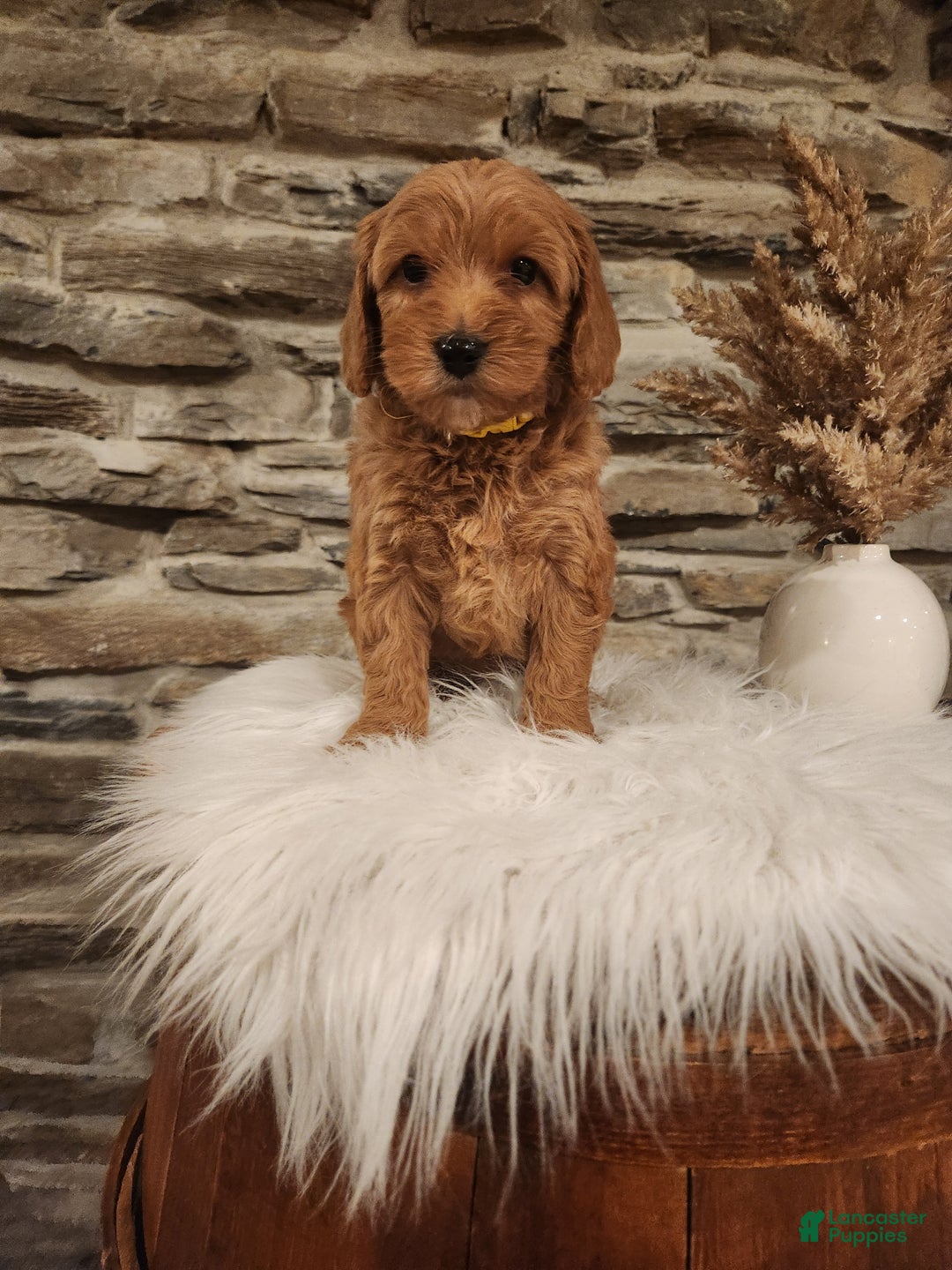 Mini Goldendoodle dogs for sale: JESSA - MINI GOLDENDOODLE LOVELY PUPPY (RICHLAND, PA) - F1BB - Ad 1