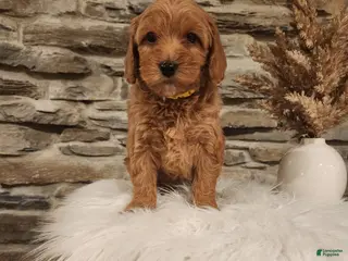 Mini Goldendoodle dogs JESSA - MINI GOLDENDOODLE LOVELY PUPPY (RICHLAND, PA) - F1BB - Ad 10