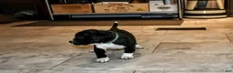 Presa Canario dogs for sale: Mr Neon  - Ad 70