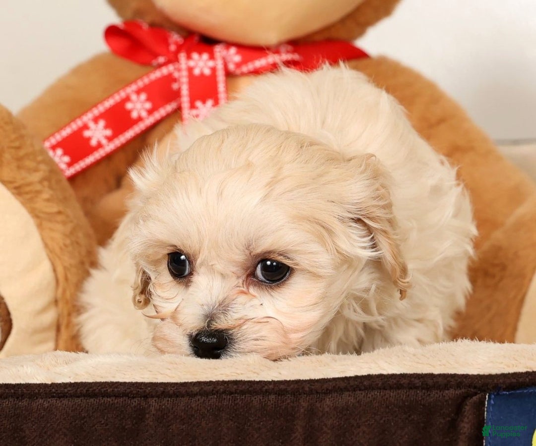 Maltipoo dogs for sale: Sammy - Ad 8