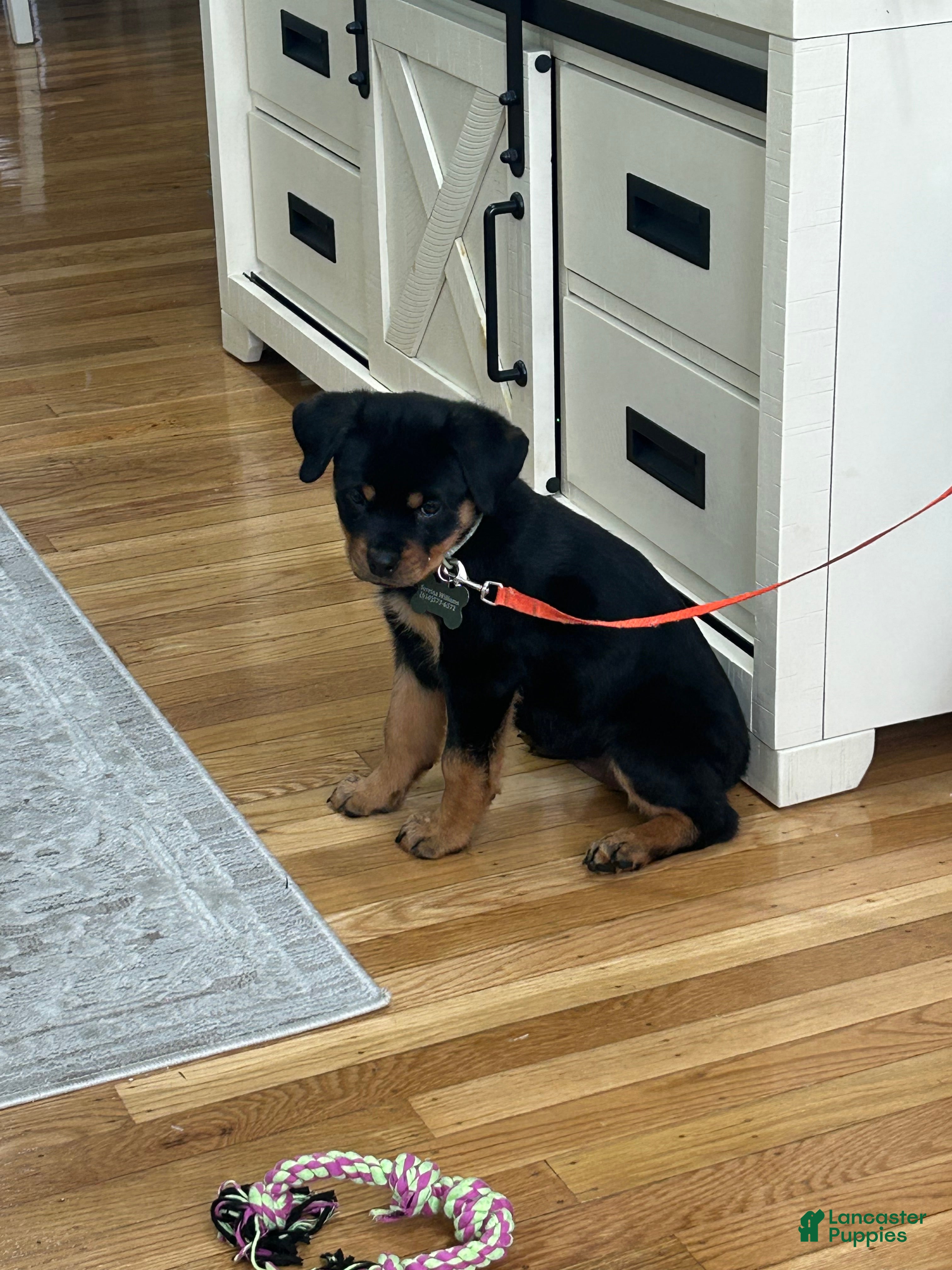 Rottweiler dogs Mango - Ad 37